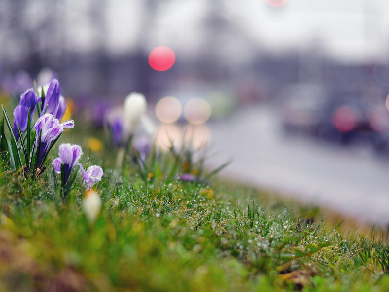 Purple Crocuses in Grass — Green, Serene, Spring