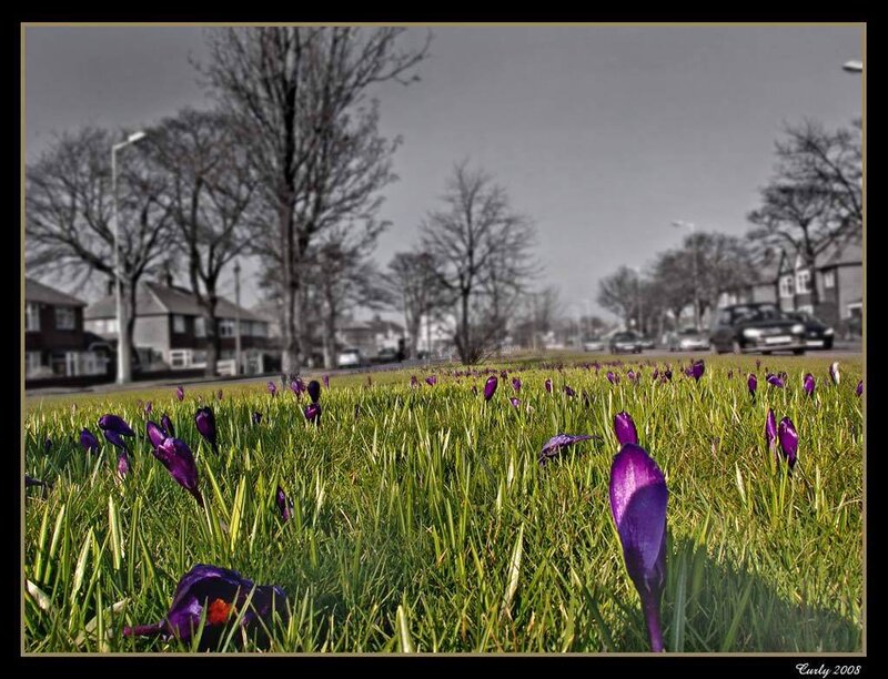 Purple Crocuses in Grass — Green