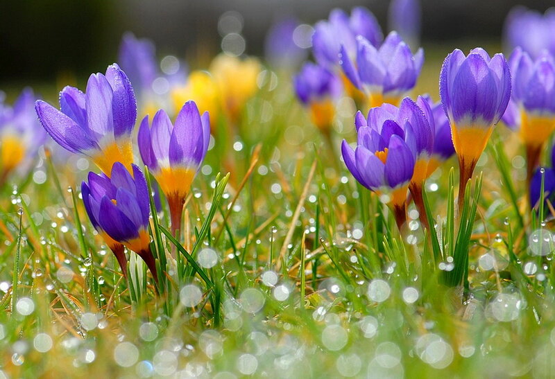 Purple Crocuses in Grass — Serene, Spring, Photograph, Dew Drops