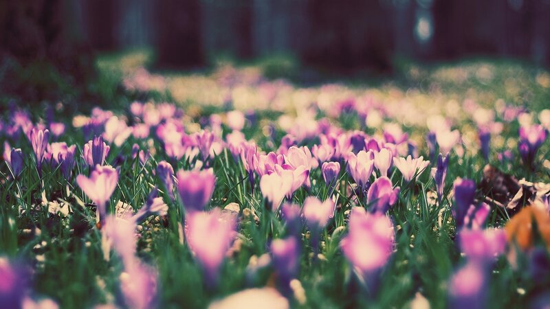 Purple Crocuses in Grass — Serene, Spring, Photograph, Flowers, Forest