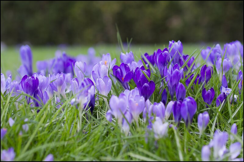 Purple Crocuses in Grass — Serene, Spring, Photograph, Flowers, Outdoor