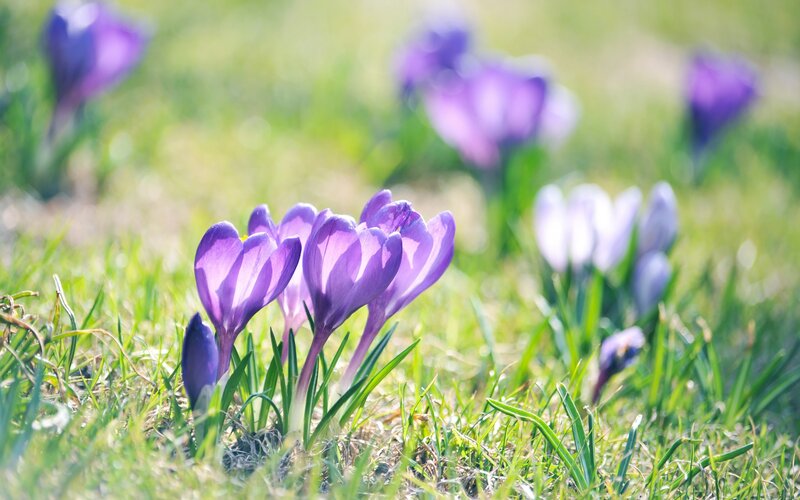 Purple Crocuses in Grass — Serene, Spring, Photograph, Flowers, Sunlight, Green, White