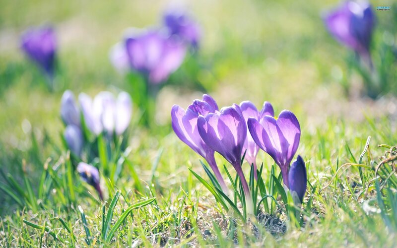 Purple Crocuses in Grass — Serene, Spring, Photograph, Flowers