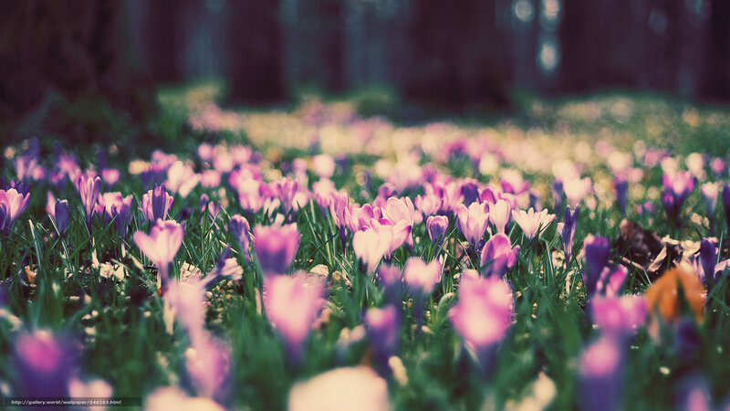 Purple Crocuses in Grass — Serene, Spring, Photograph, Flowers, Trees
