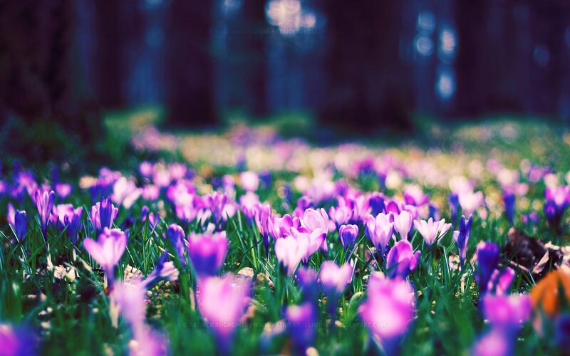 Purple Crocuses in Grass — Serene, Spring, Photograph, Forest