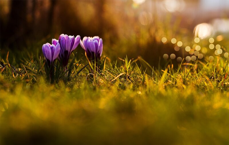 Purple Crocuses in Grass — Serene, Spring, Photograph, Sunlight