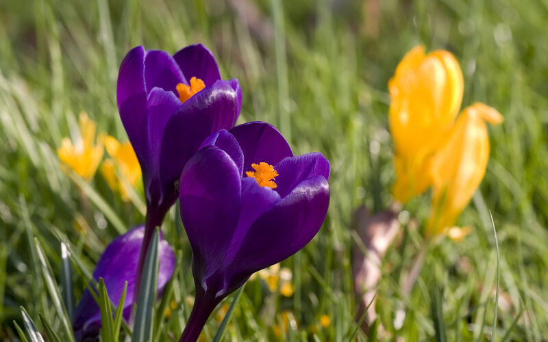 Purple Crocuses in Grass — Serene, Spring, Photograph