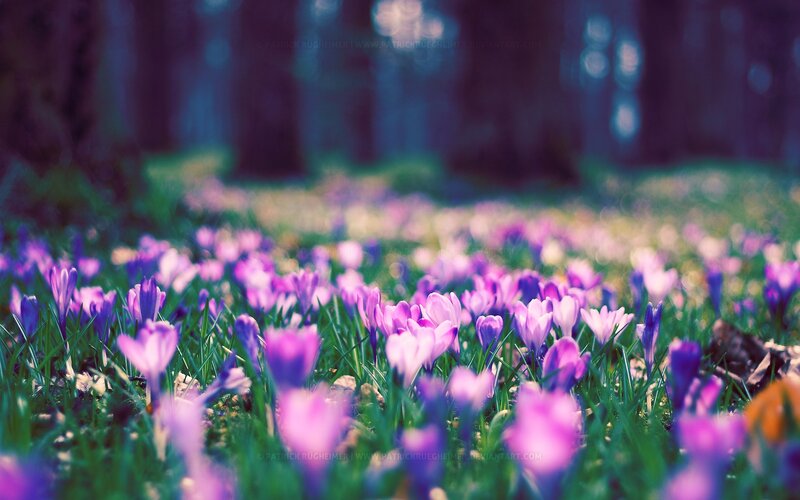 Purple Crocuses in Grass — Serene, Spring, Photograph, Trees, Forest