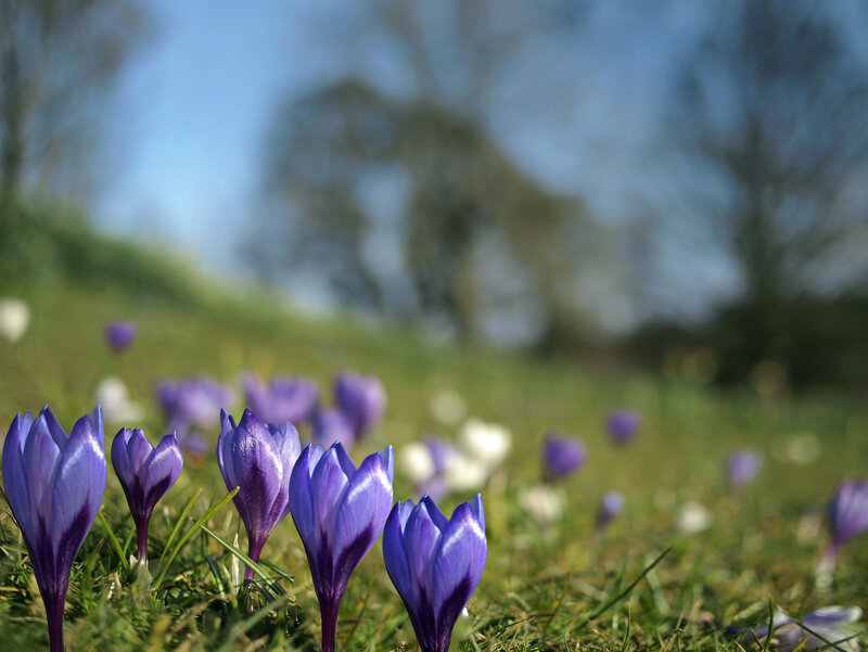 Purple Crocuses in Grass — Serene, Spring, Photograph, Trees