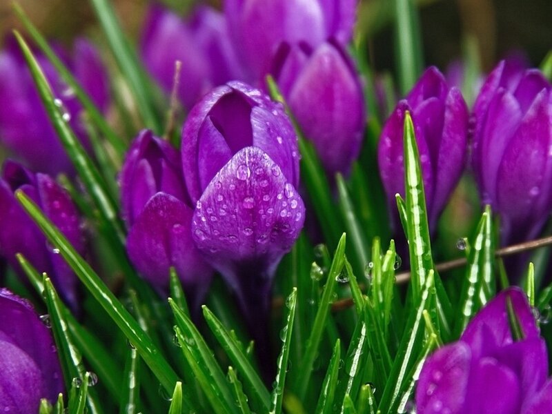 Purple Crocuses in Grass — Serene, Spring
