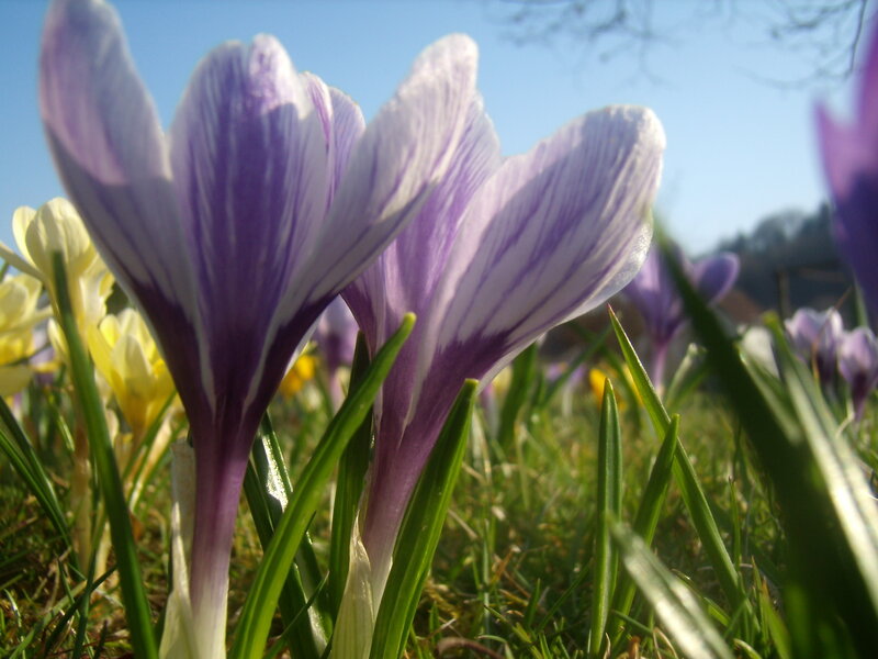 Purple Crocuses in Grass — Serene