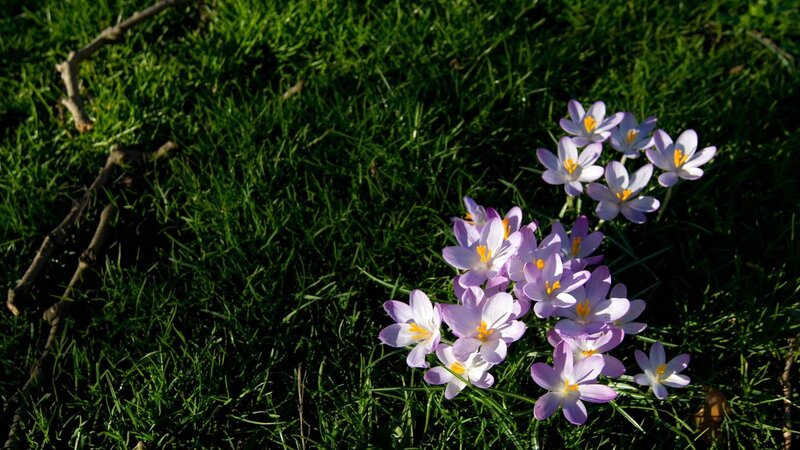 Purple crocuses in grass