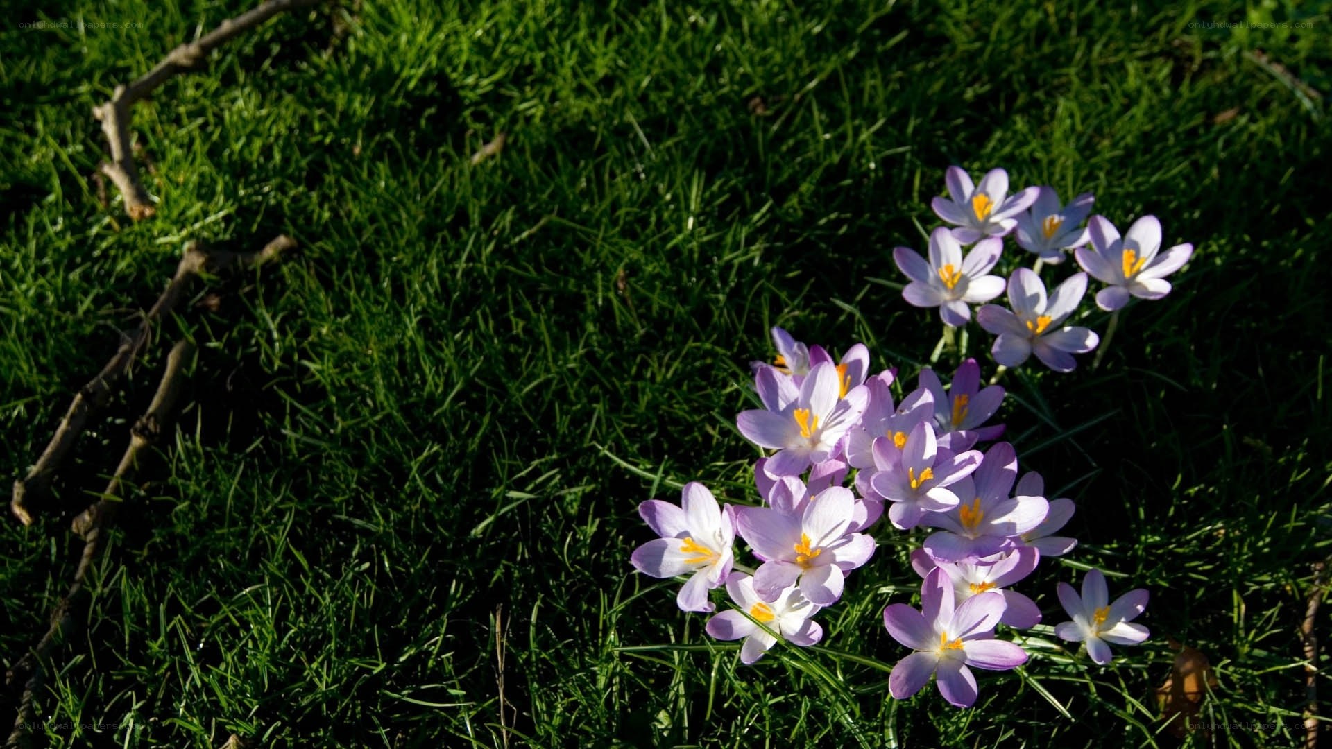 Purple crocuses in grass