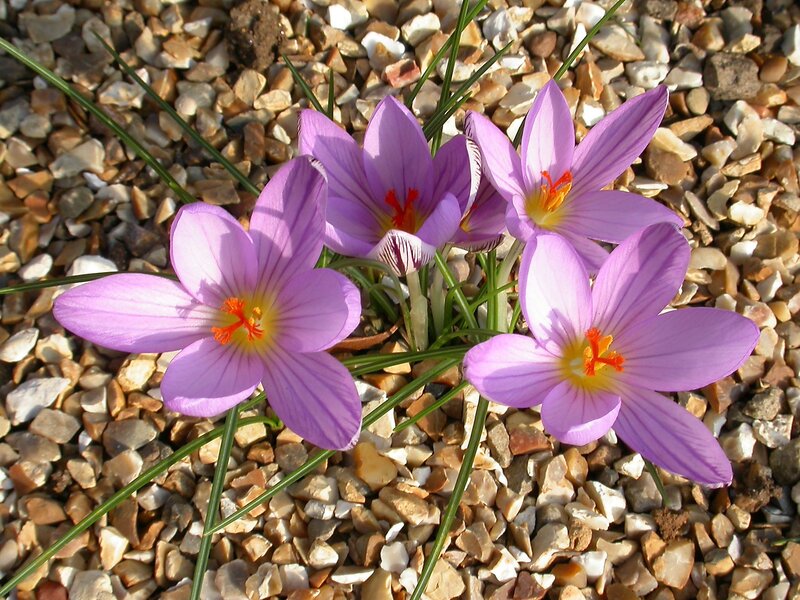 purple crocuses in gravel