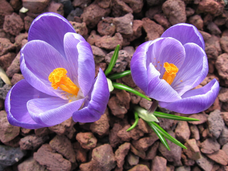 Purple crocuses in gravel