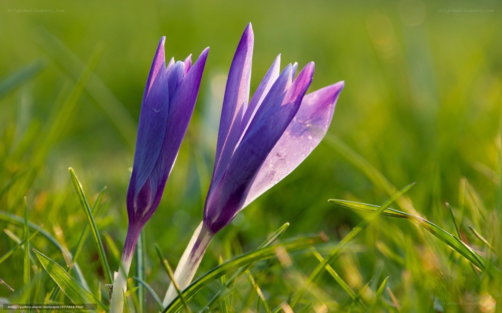 Purple crocuses in green grass