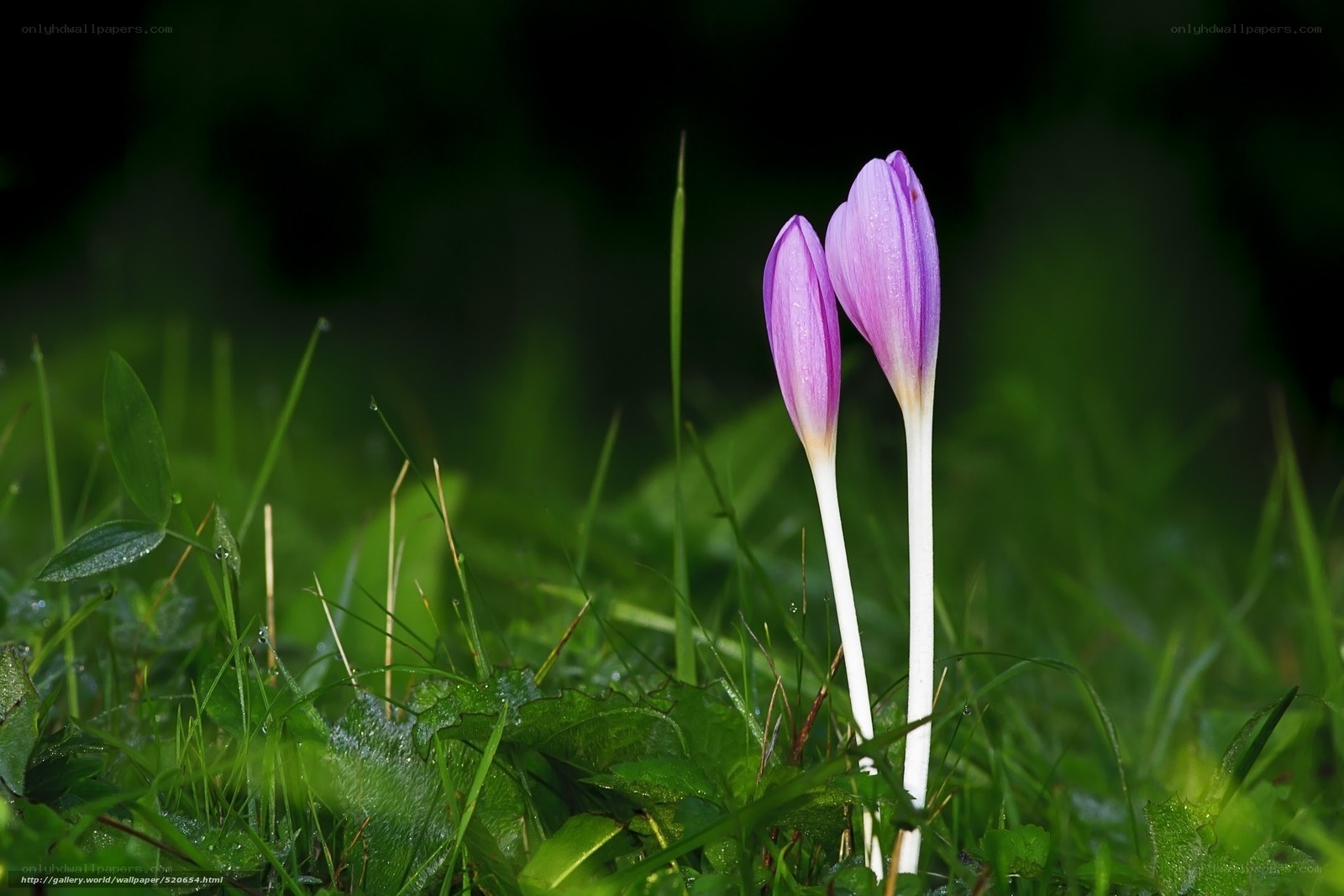 Purple crocuses in green grass