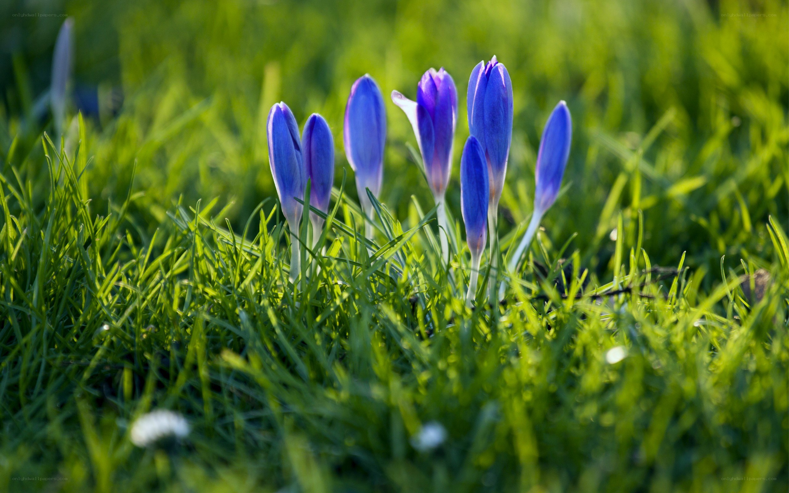 Purple crocuses in green grass