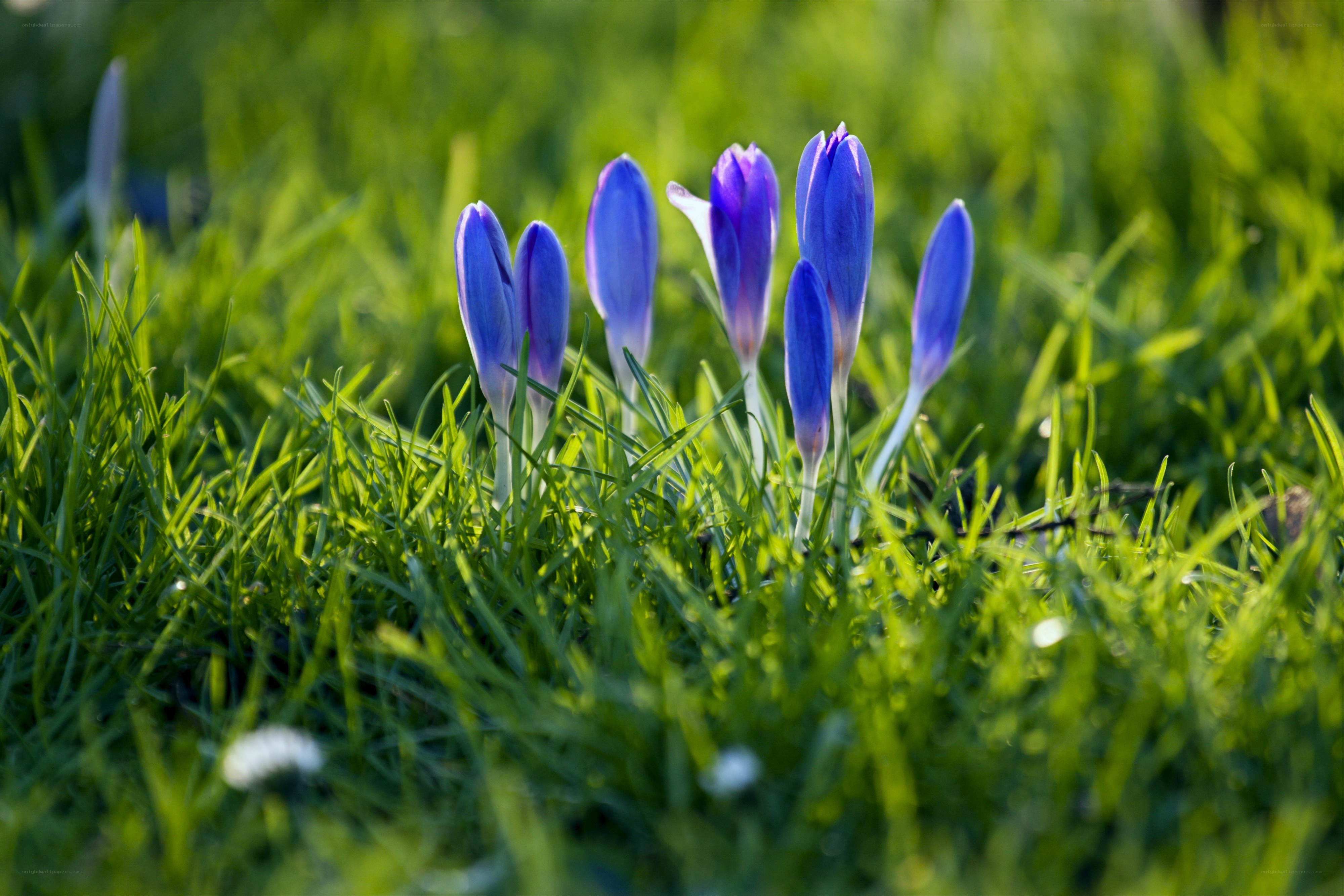 Purple crocuses in green grass