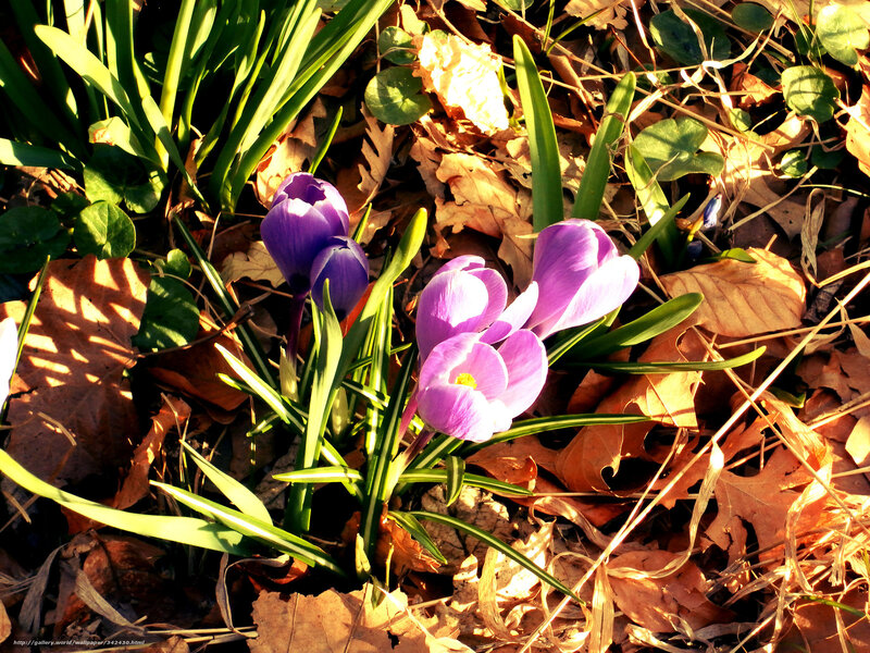 Purple Crocuses in Leaves — Serene