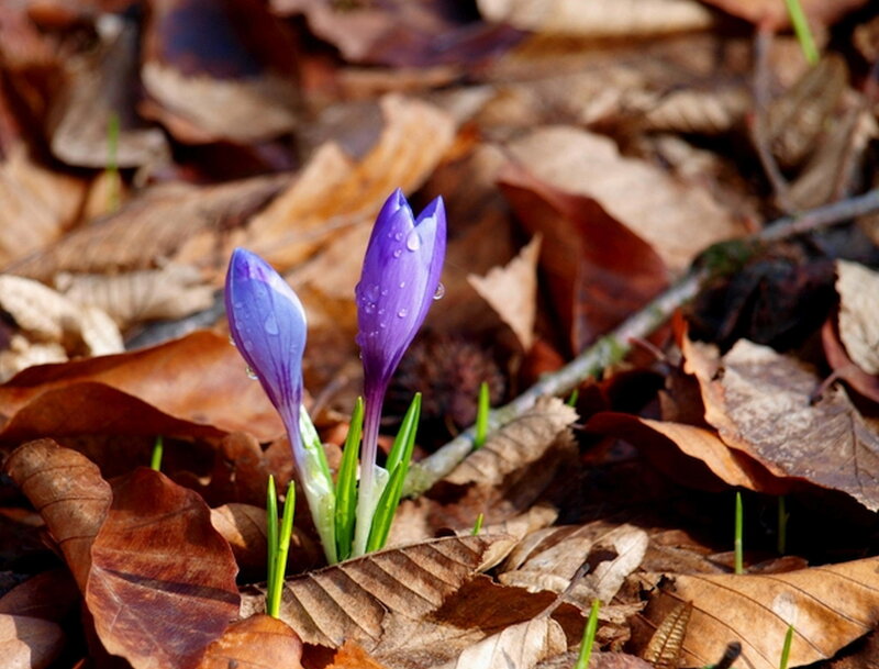 Purple Crocuses in Leaves