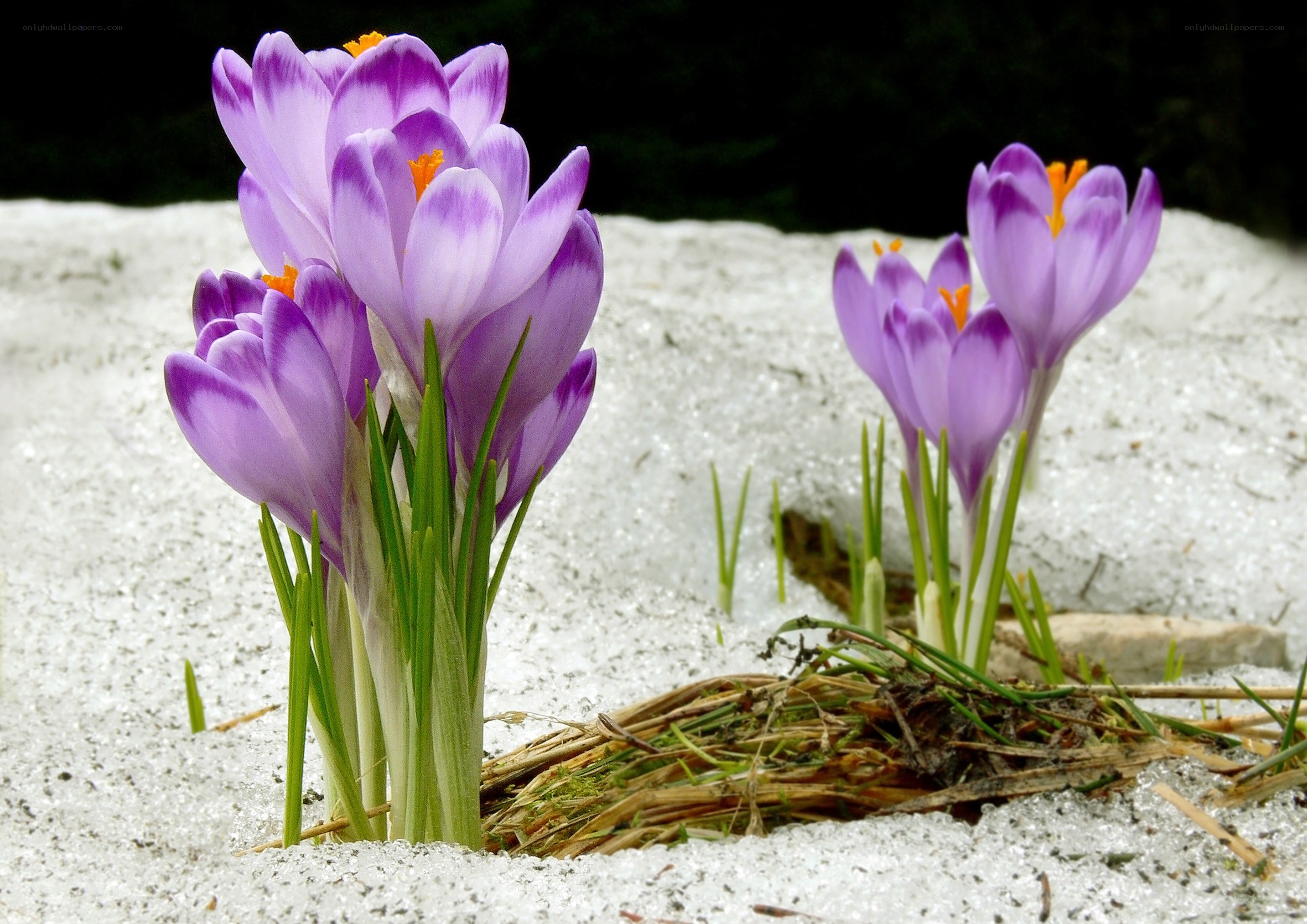 Purple crocuses in melting snow