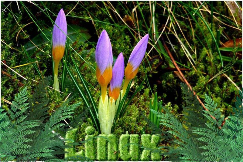 Purple Crocuses in Moss