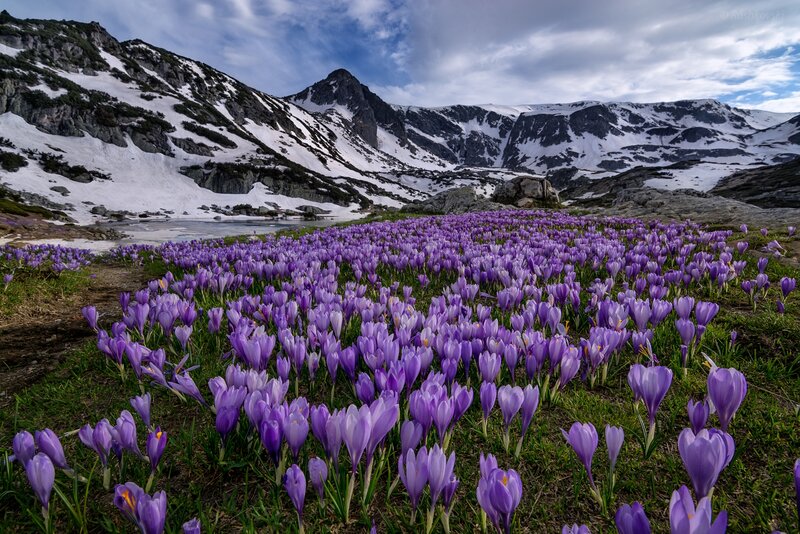 Purple Crocuses in Mountain — Serene, Spring