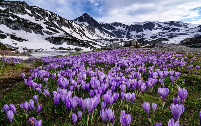 Purple Crocuses in Mountain — Serene