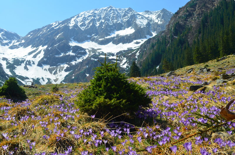 Purple Crocuses in Mountain