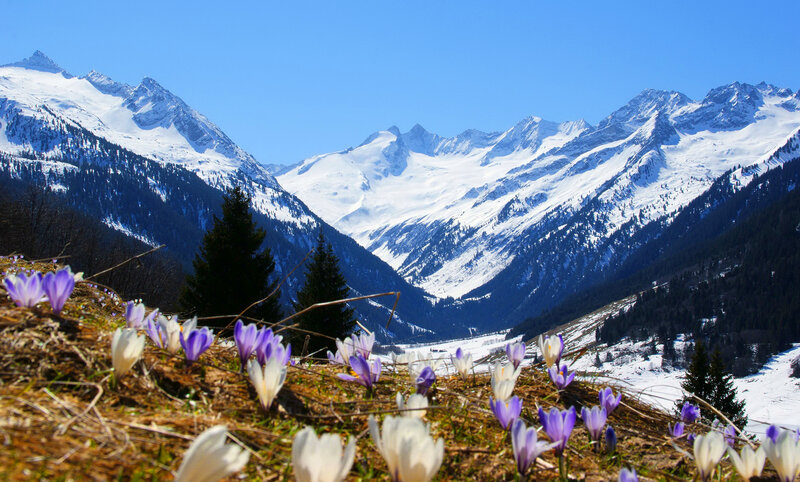 Purple Crocuses in Mountain Valley — Blue