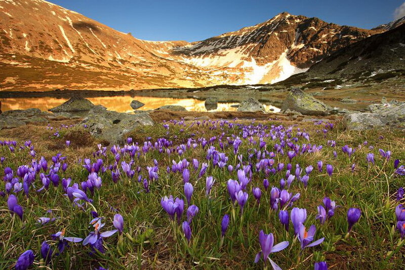 Purple Crocuses in Mountain Valley