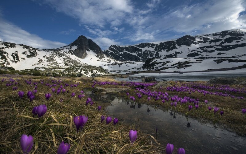 Purple Crocuses in Mountains — Serene, Spring