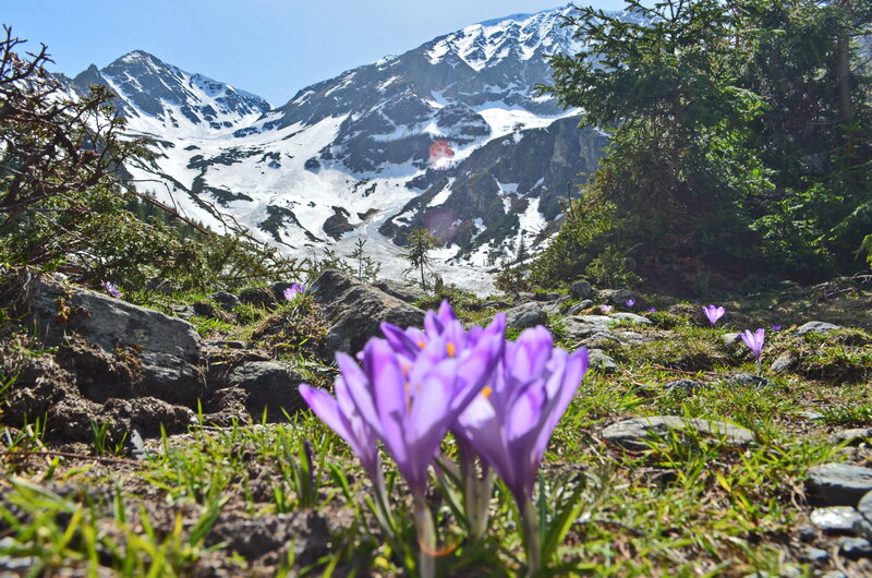 Purple Crocuses in Mountains — Serene