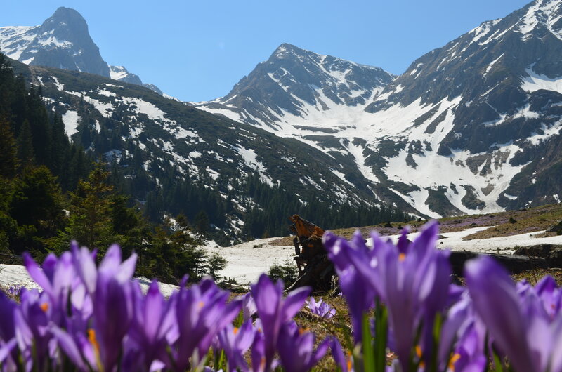 Purple Crocuses in Mountains