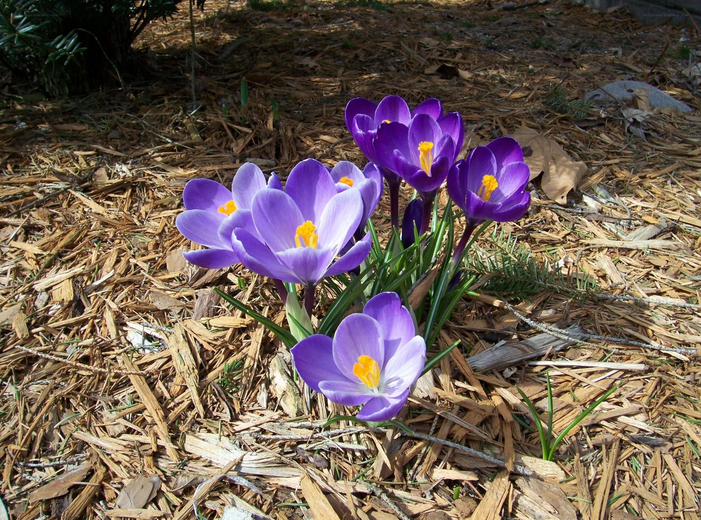 Purple crocuses in mulch