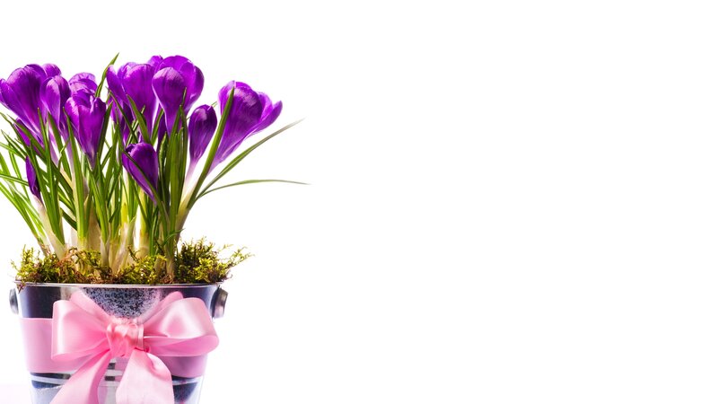 Purple Crocuses in Pot — Calm