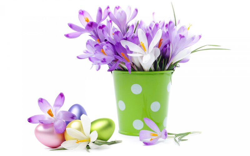 Purple Crocuses in Pot — Festive