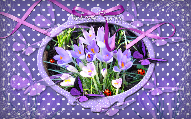 Purple Crocuses in Pot