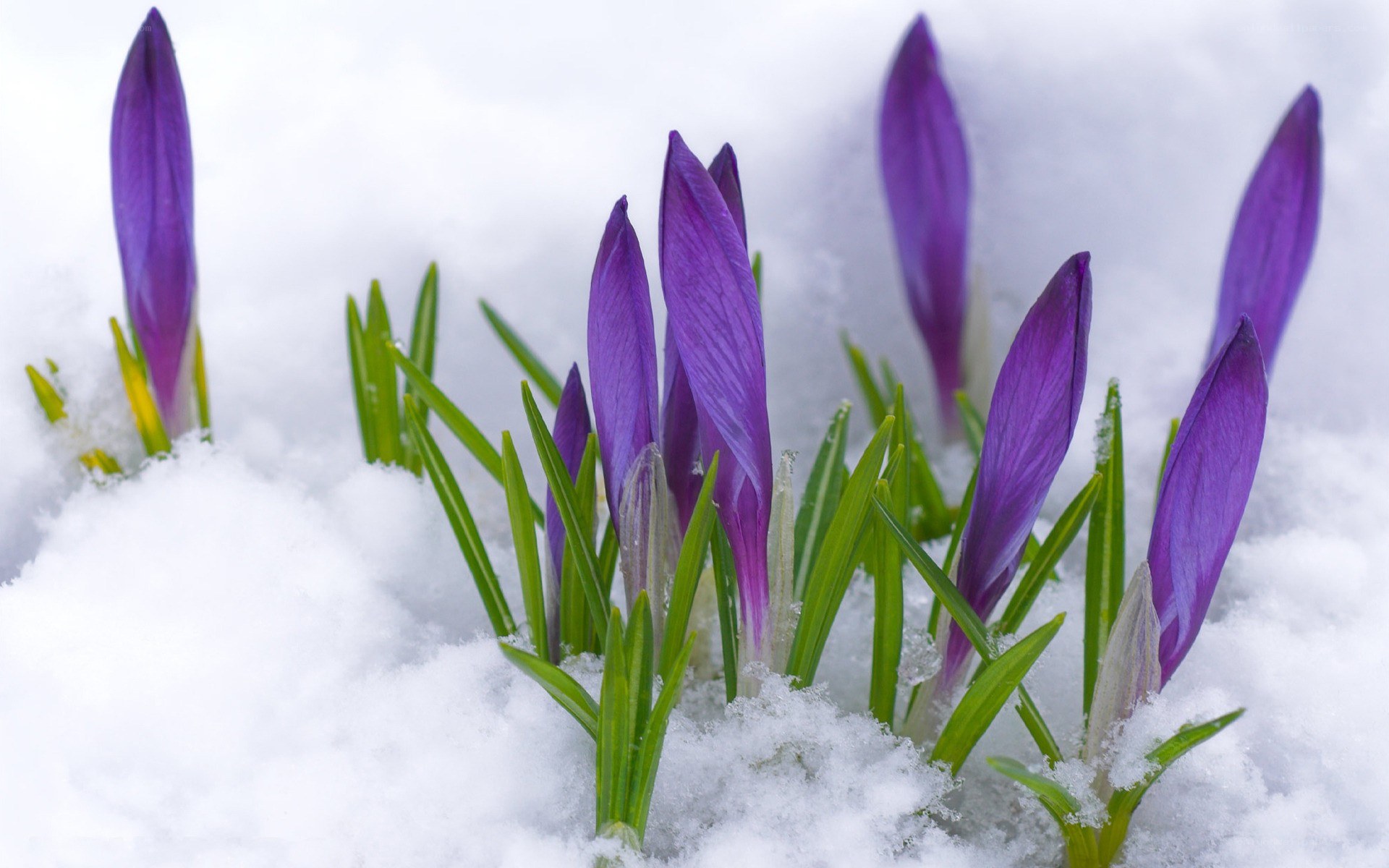 Purple crocuses in snow