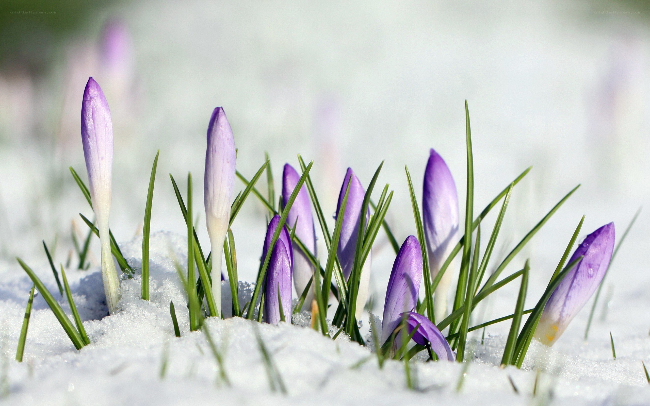 Purple crocuses in snow