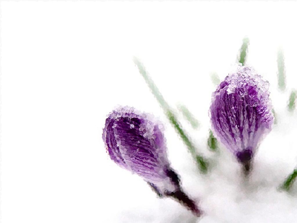 Purple crocuses in snow