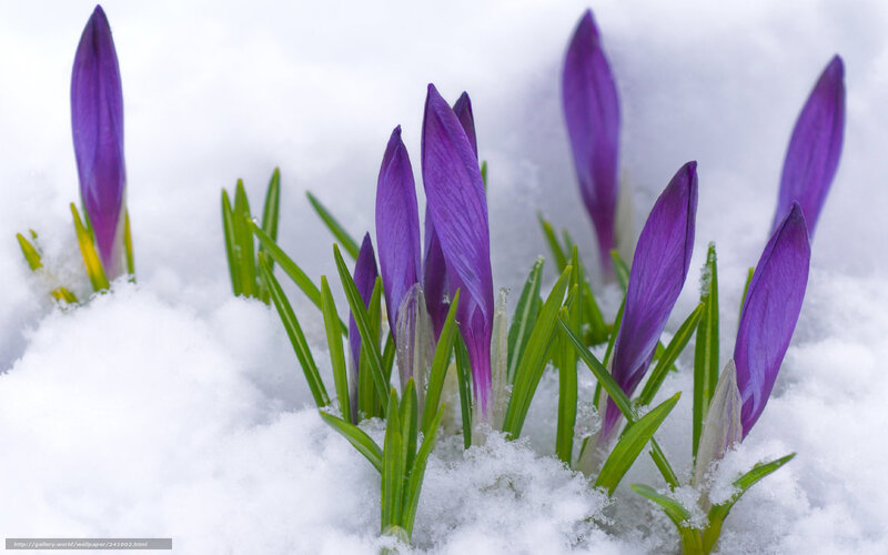 Purple crocuses in snow