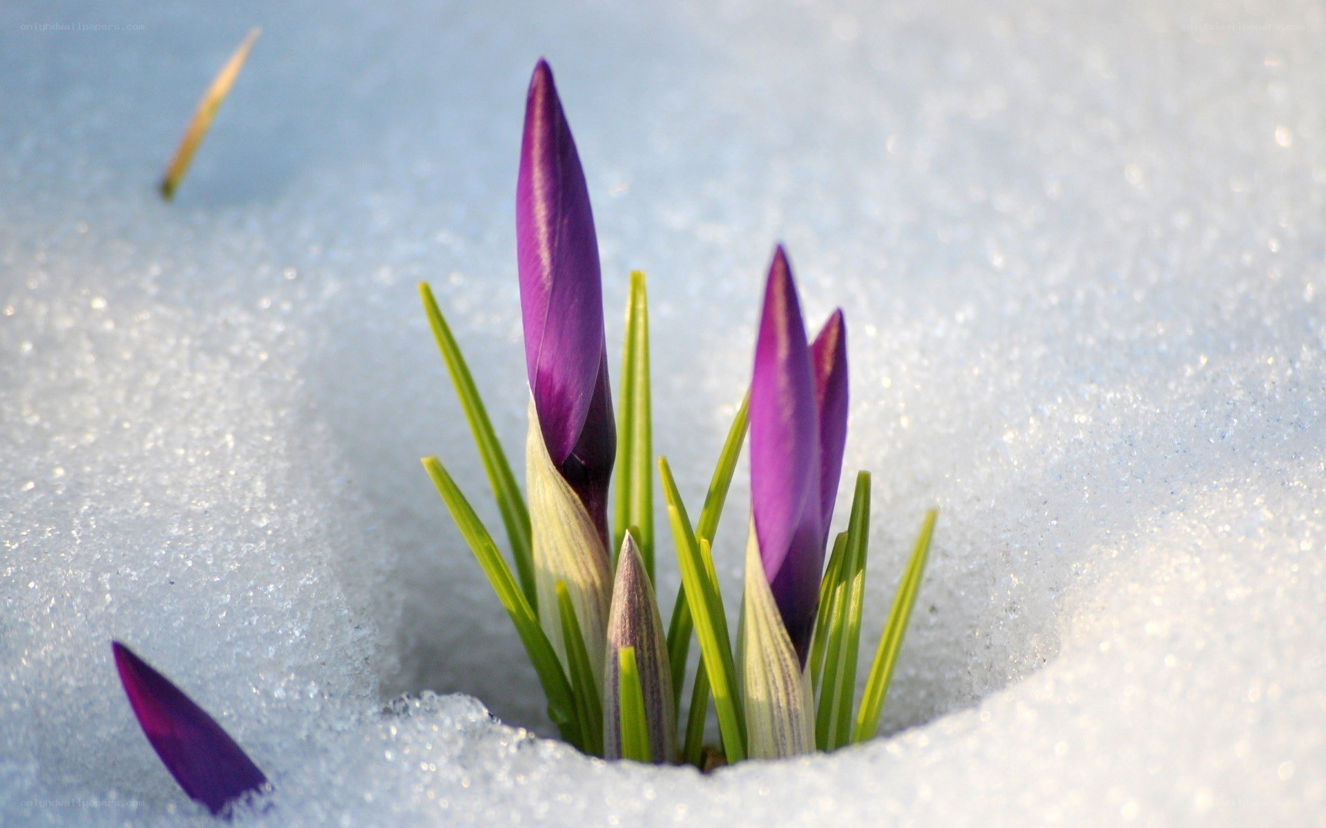 Purple crocuses in snow