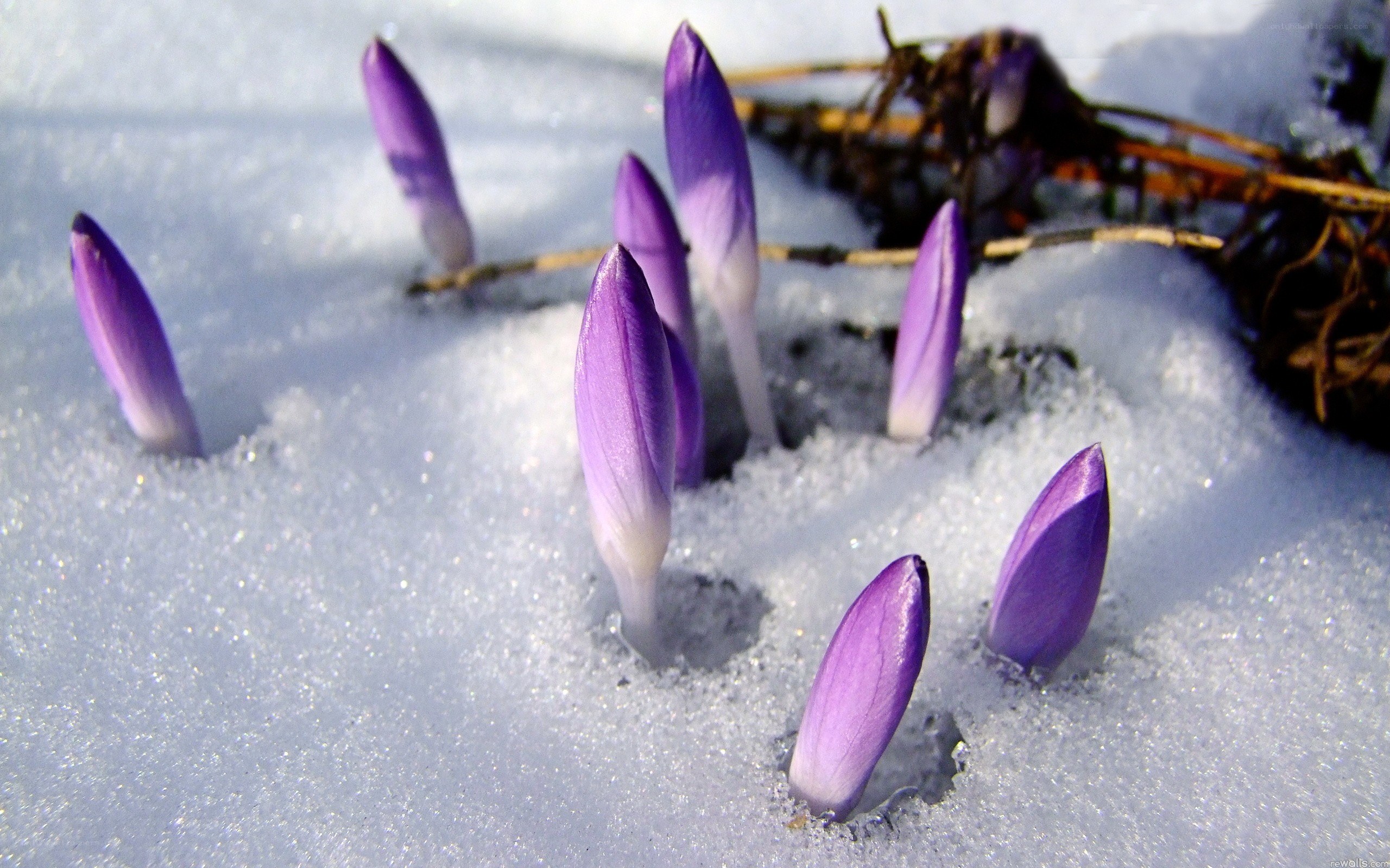 Purple crocuses in snow