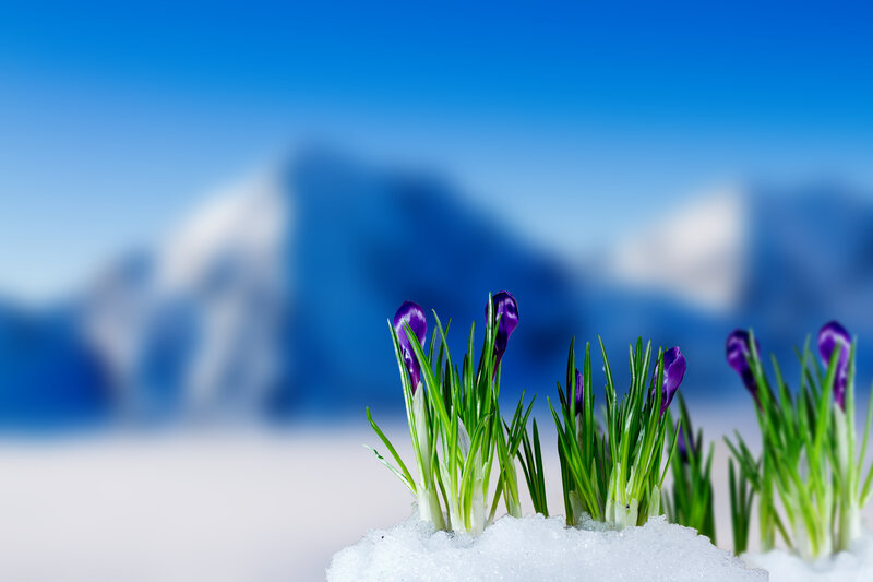 Purple Crocuses in Snow — Blue, Serene