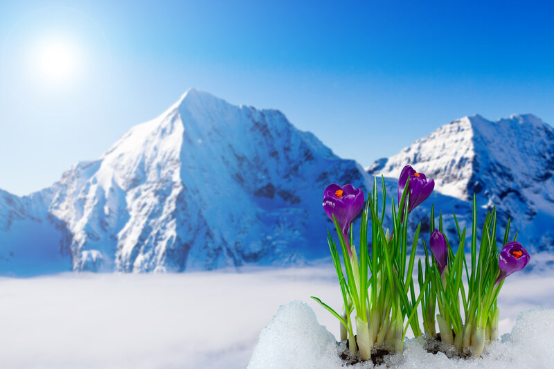 Purple Crocuses in Snow — Blue