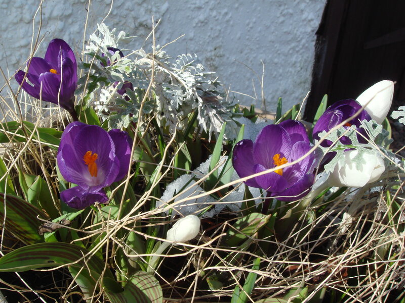 Purple Crocuses in Snow — Calm, Spring, Photograph