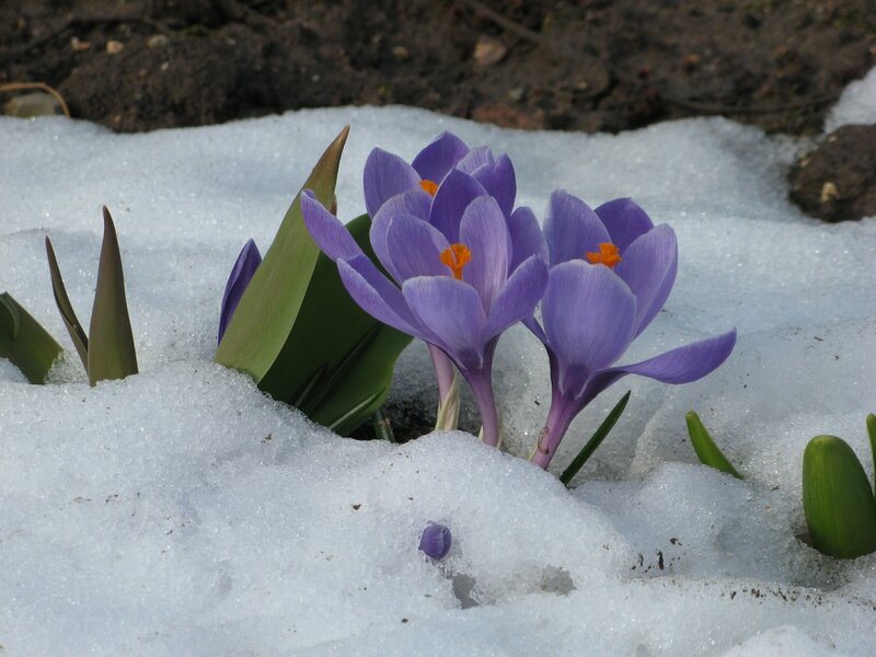 Purple Crocuses in Snow — Calm, Spring
