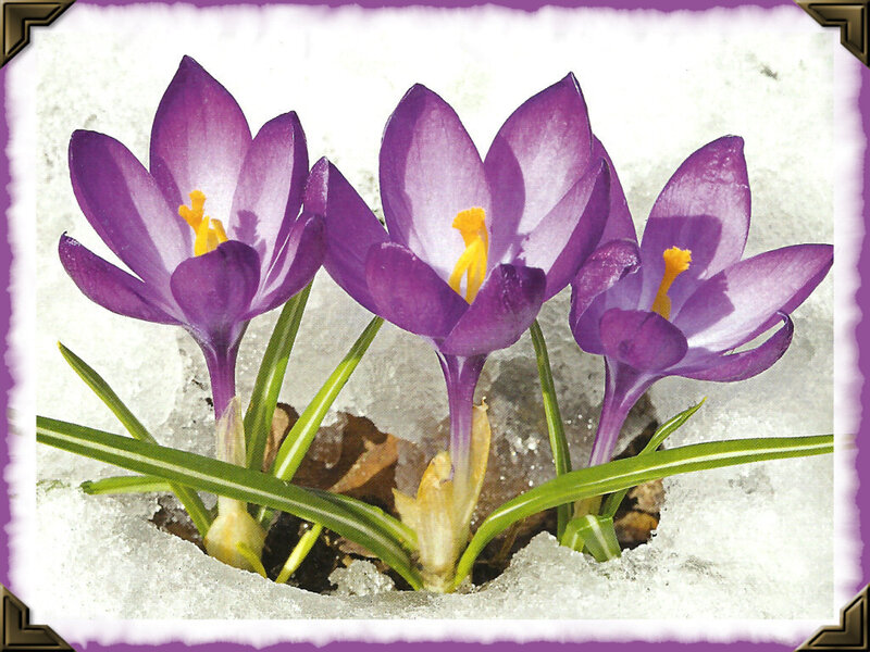 Purple Crocuses in Snow — Calm